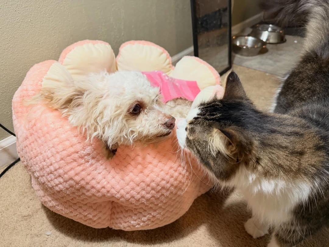 FooFoo, an adopted mixed breed in Detroit, MI image 4/5