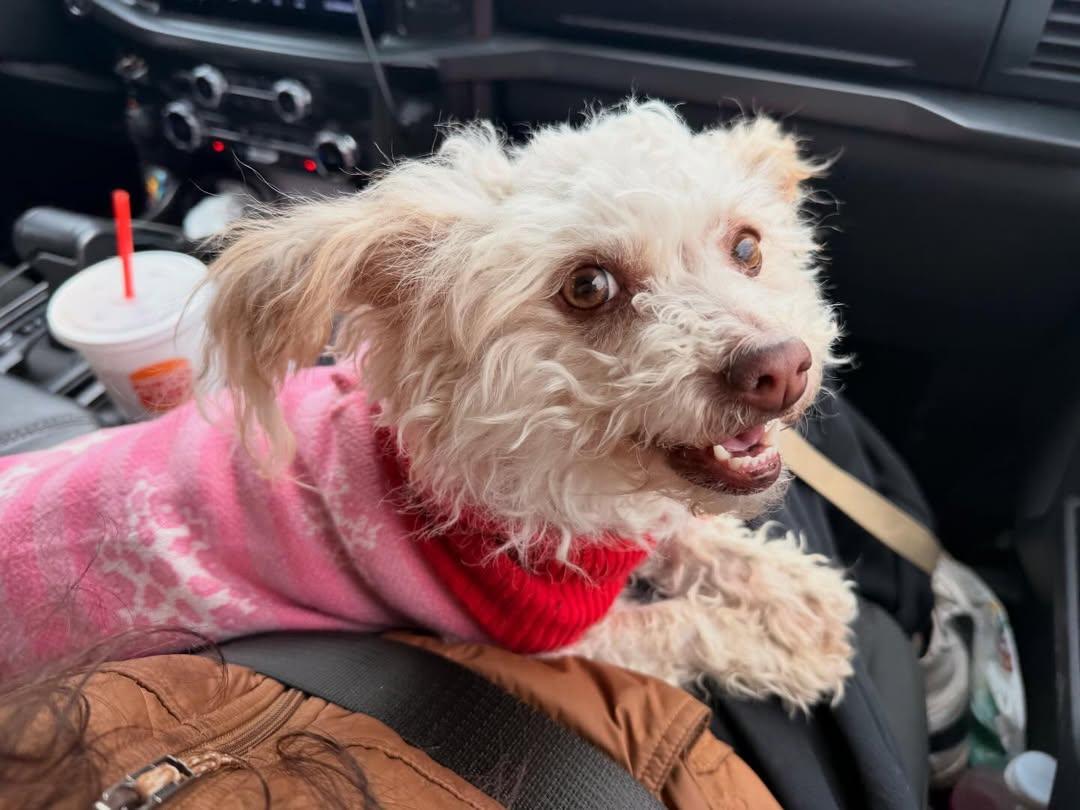 FooFoo, an adopted mixed breed in Detroit, MI image 1/5