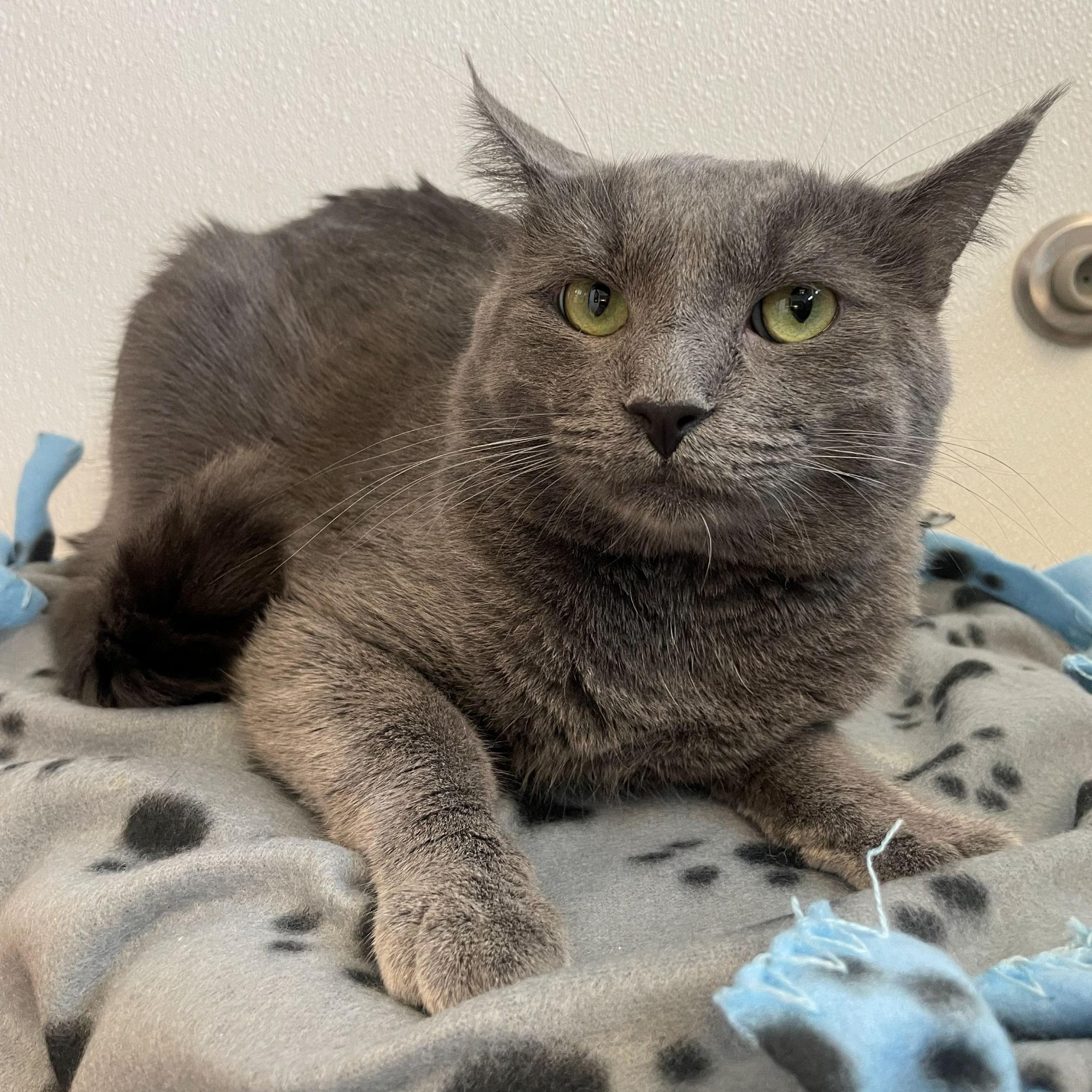 Enlarge Mr. Grey, an adopted Domestic Short Hair in Rochester, MN image 1/1