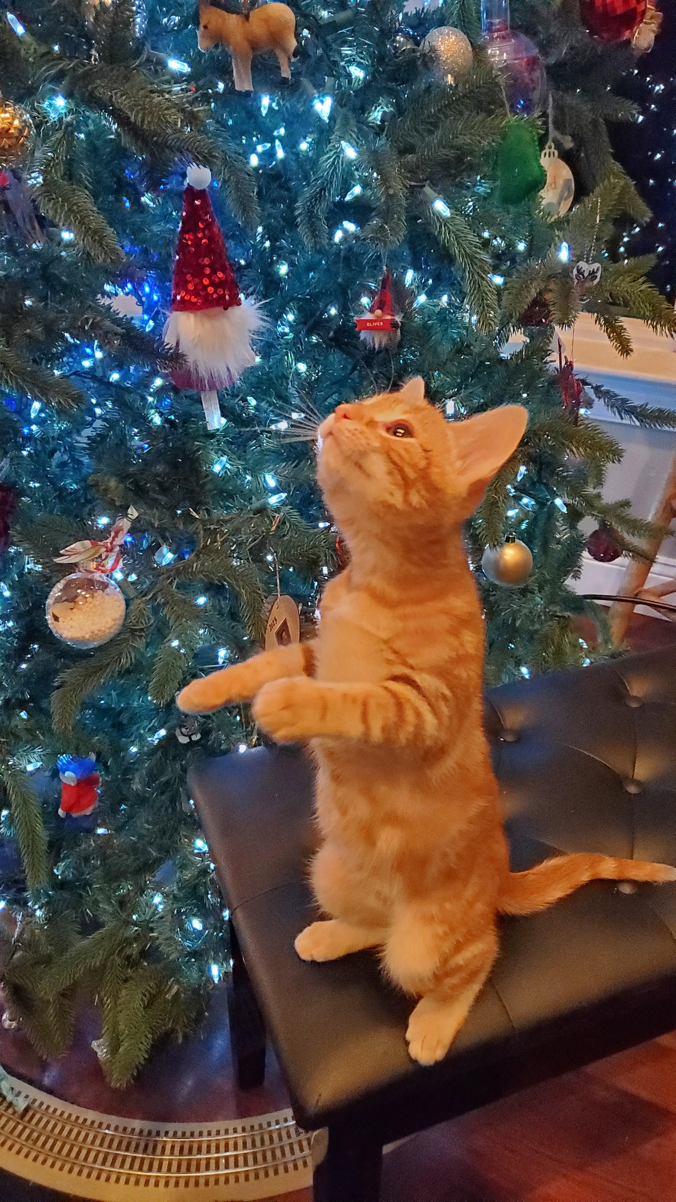 Enlarge Huey, an adopted Domestic Short Hair in Oxford, PA image 2/3