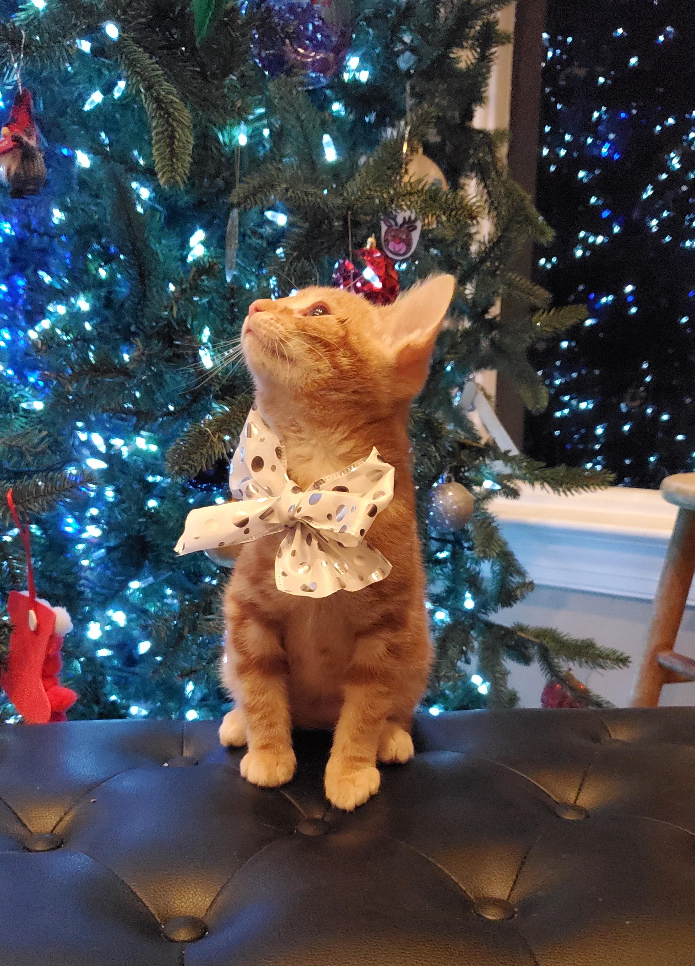 Huey, adopted, Young Male Domestic Short Hair.