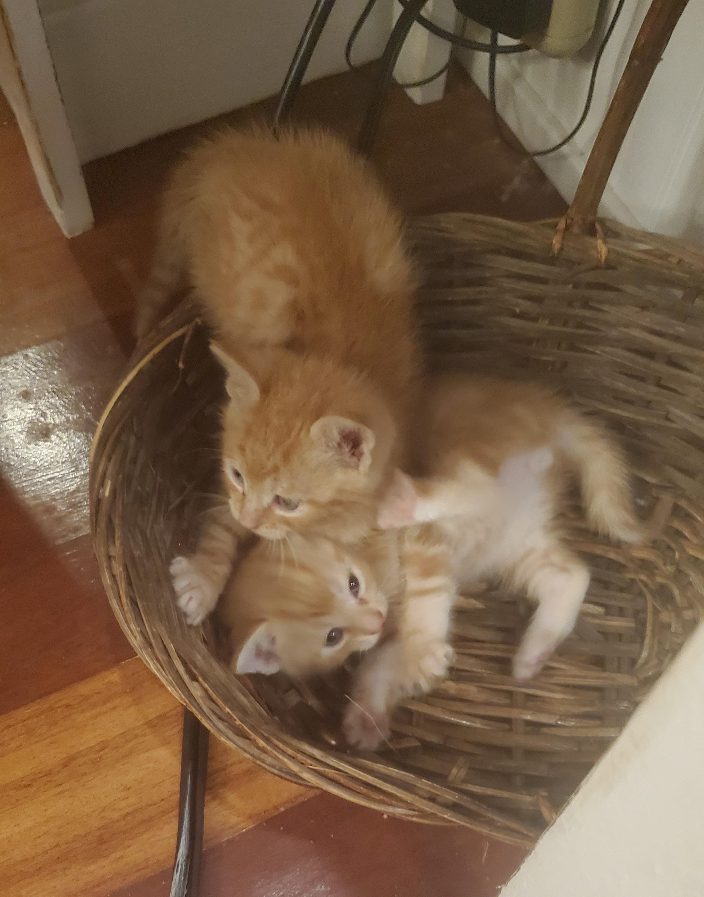 Enlarge Huey, an adopted Domestic Short Hair in Oxford, PA image 3/3