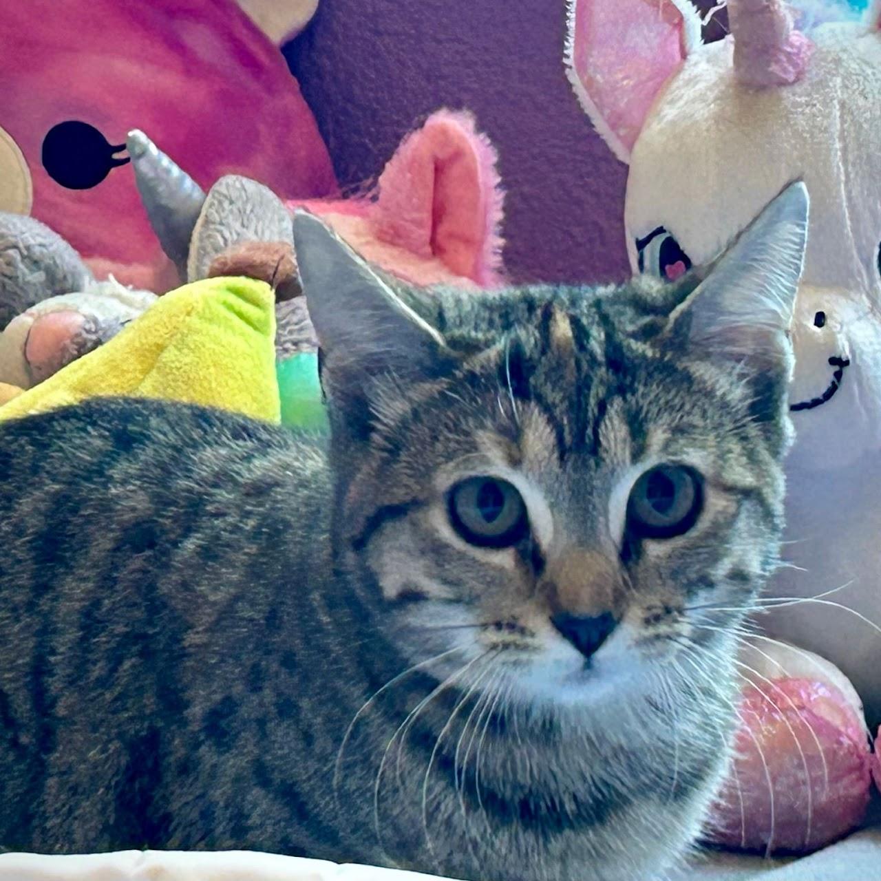 Smokey, an adoptable Domestic Short Hair in Salinas, CA, 93907 | Photo Image 2