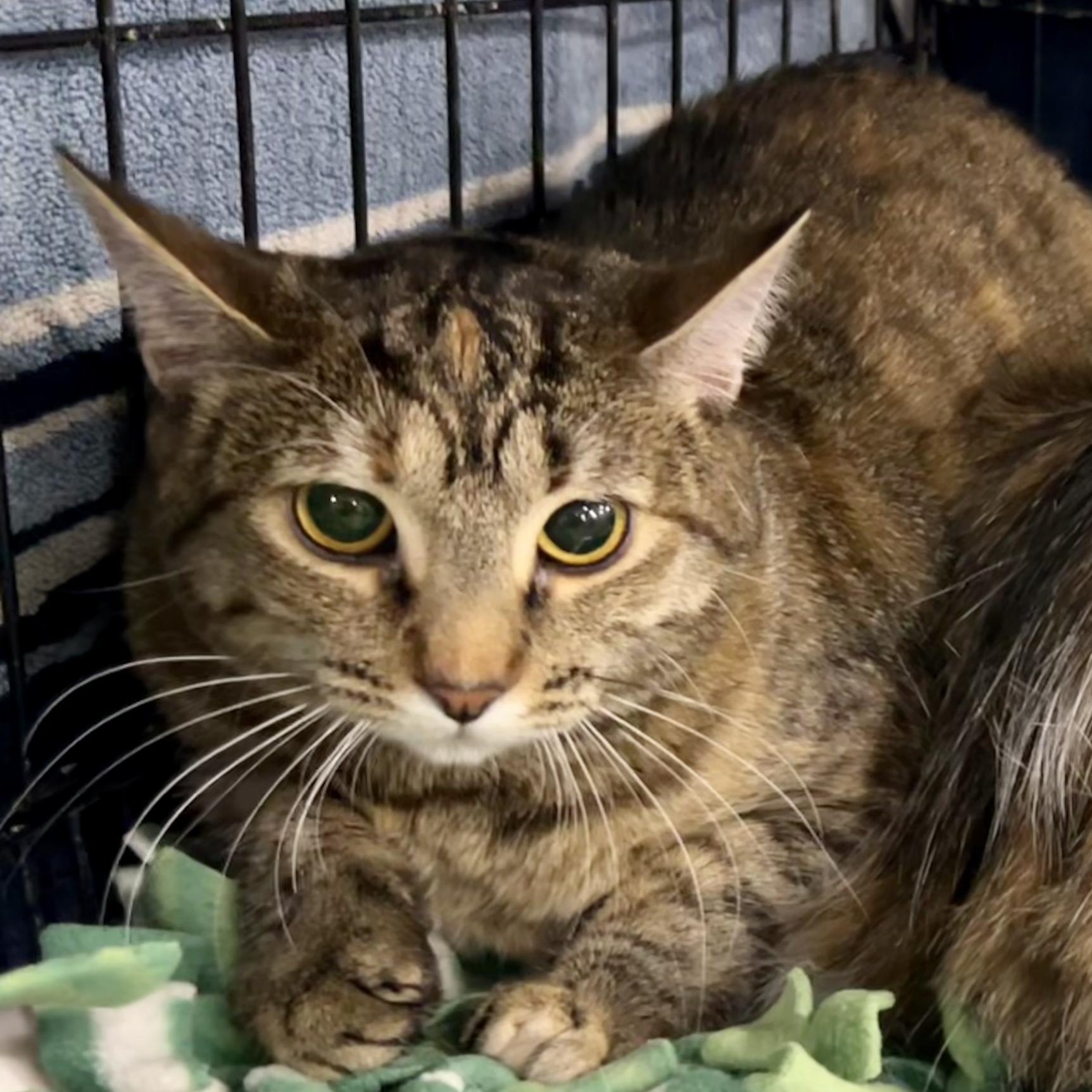 Smokey, an adoptable Domestic Short Hair in Salinas, CA, 93907 | Photo Image 1