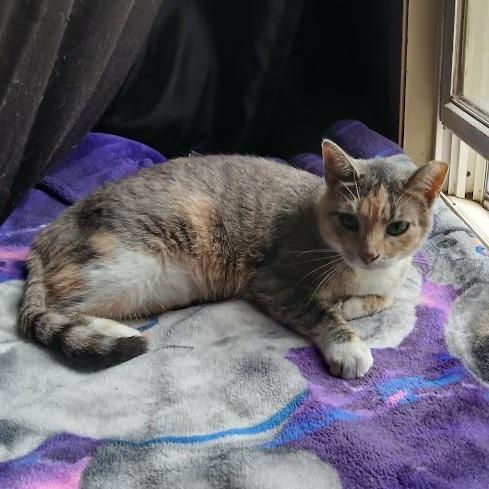 Squirt, Adoptable, Adult Female Domestic Short Hair.