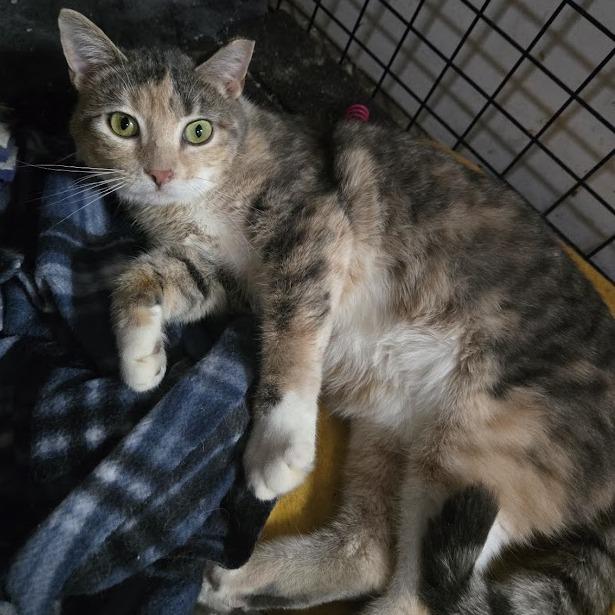 Enlarge Squirt, a Adoptable Domestic Short Hair in Sioux Falls, SD image 2/2