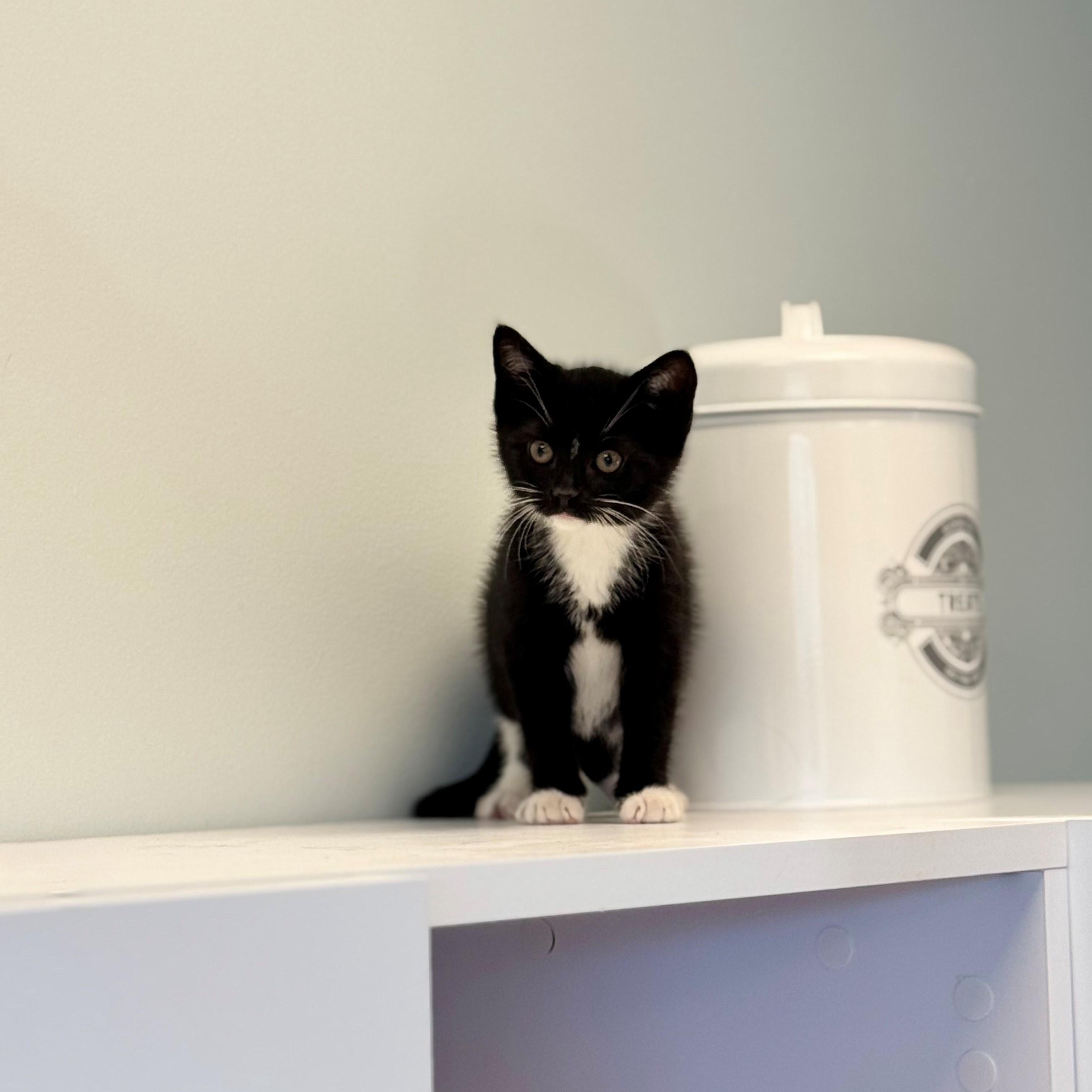 Tinsel , ADOPTABLE, Young Female Domestic Short Hair.