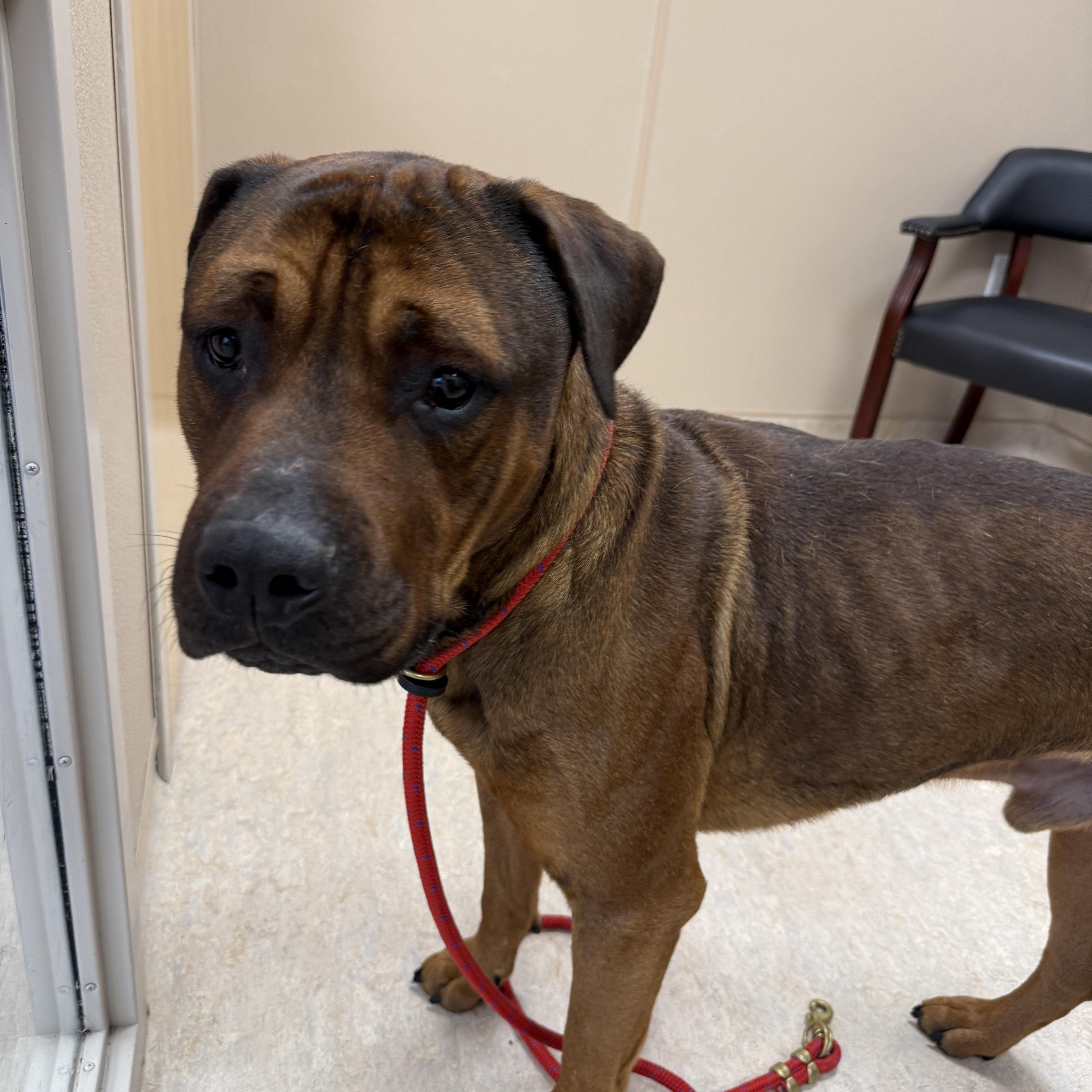 Enlarge Brutus, a ADOPTABLE mixed breed in Cranston, RI image 4/6