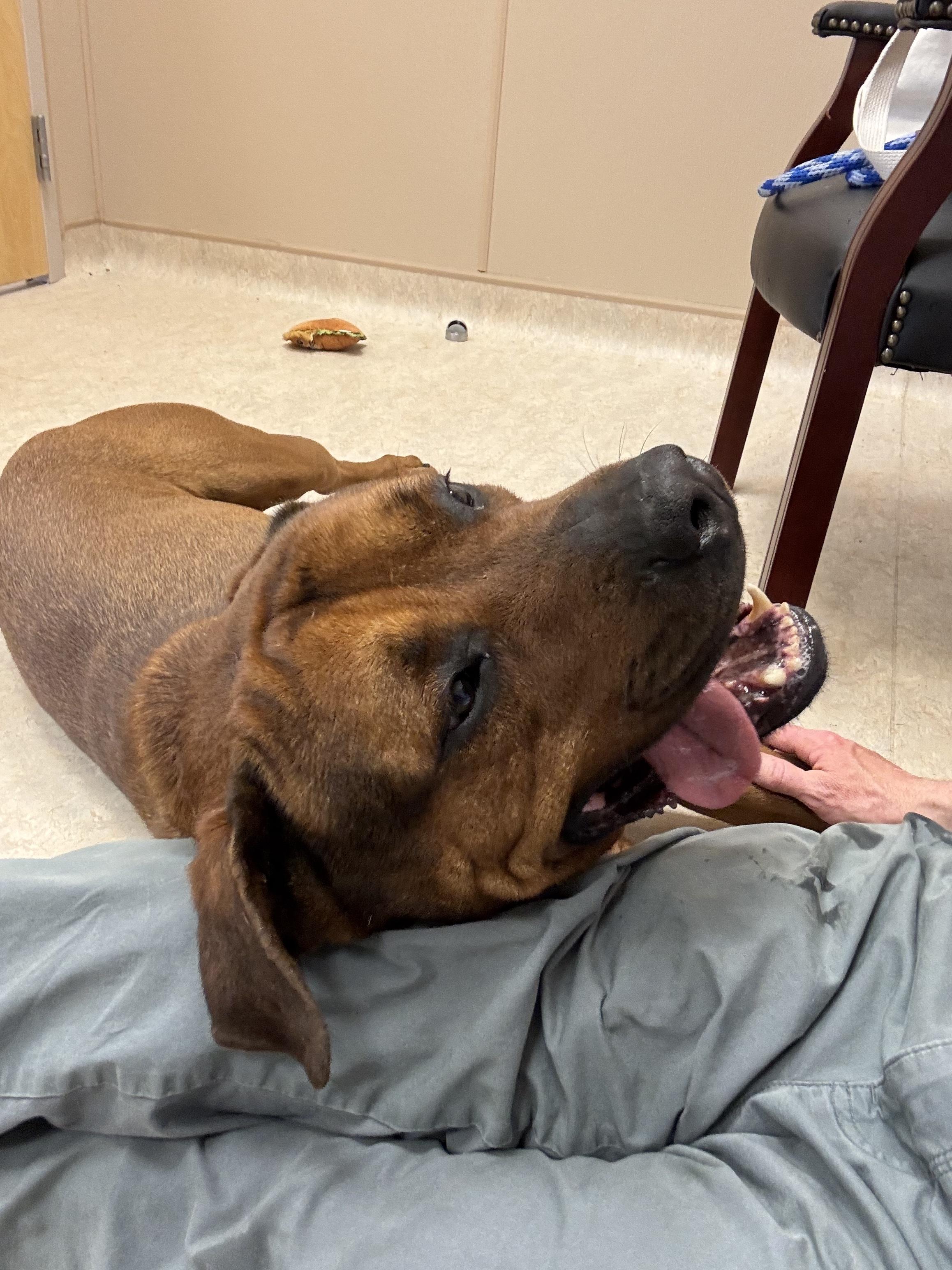 Enlarge Brutus, a ADOPTABLE mixed breed in Cranston, RI image 5/5