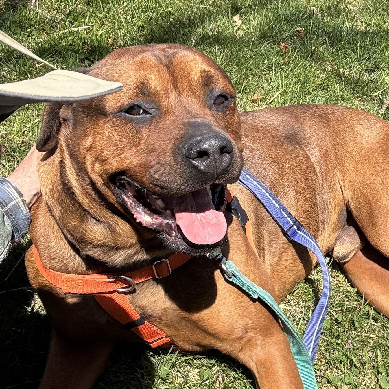 Enlarge Brutus, a ADOPTABLE mixed breed in Cranston, RI image 1/5