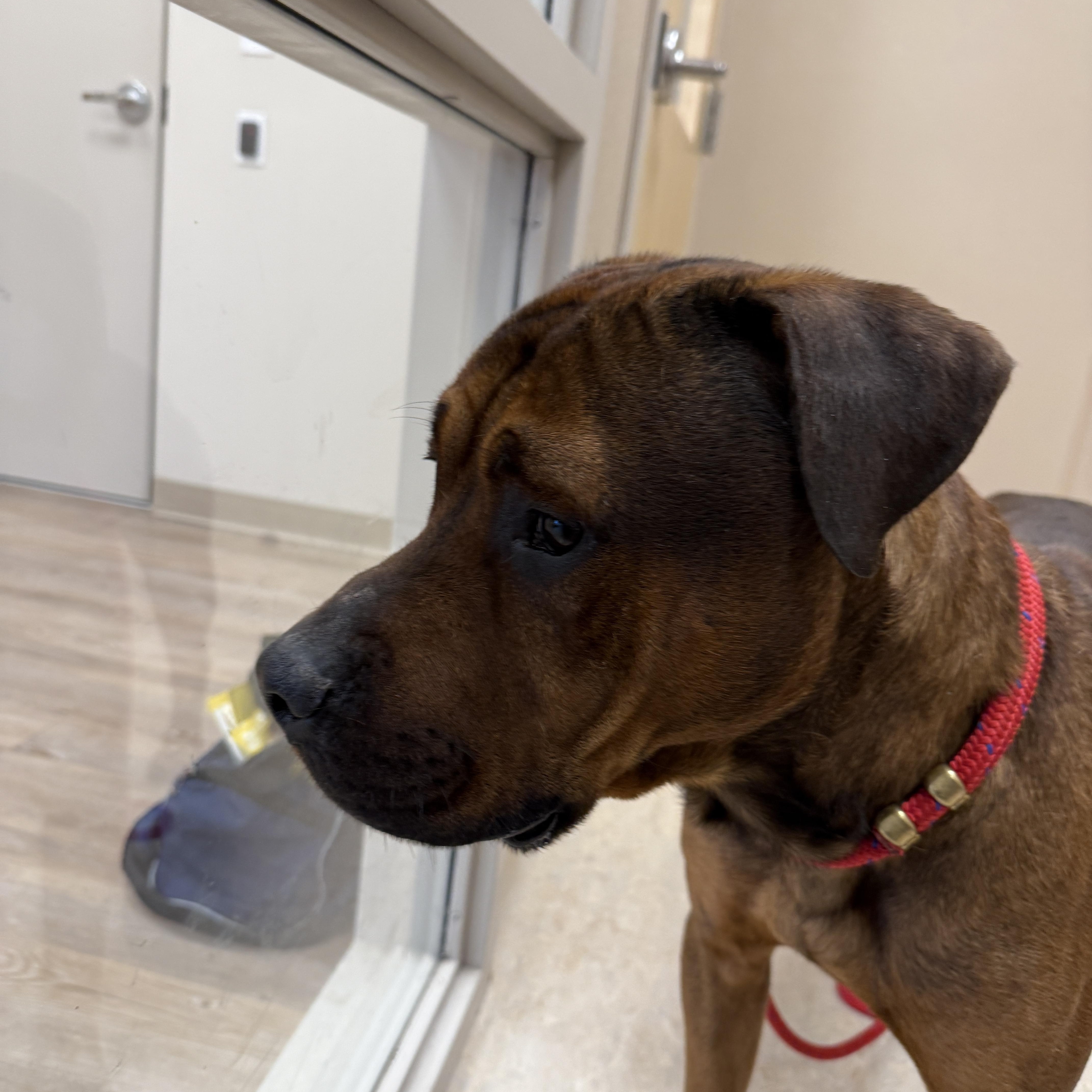 Enlarge Brutus, a ADOPTABLE mixed breed in Cranston, RI image 2/6