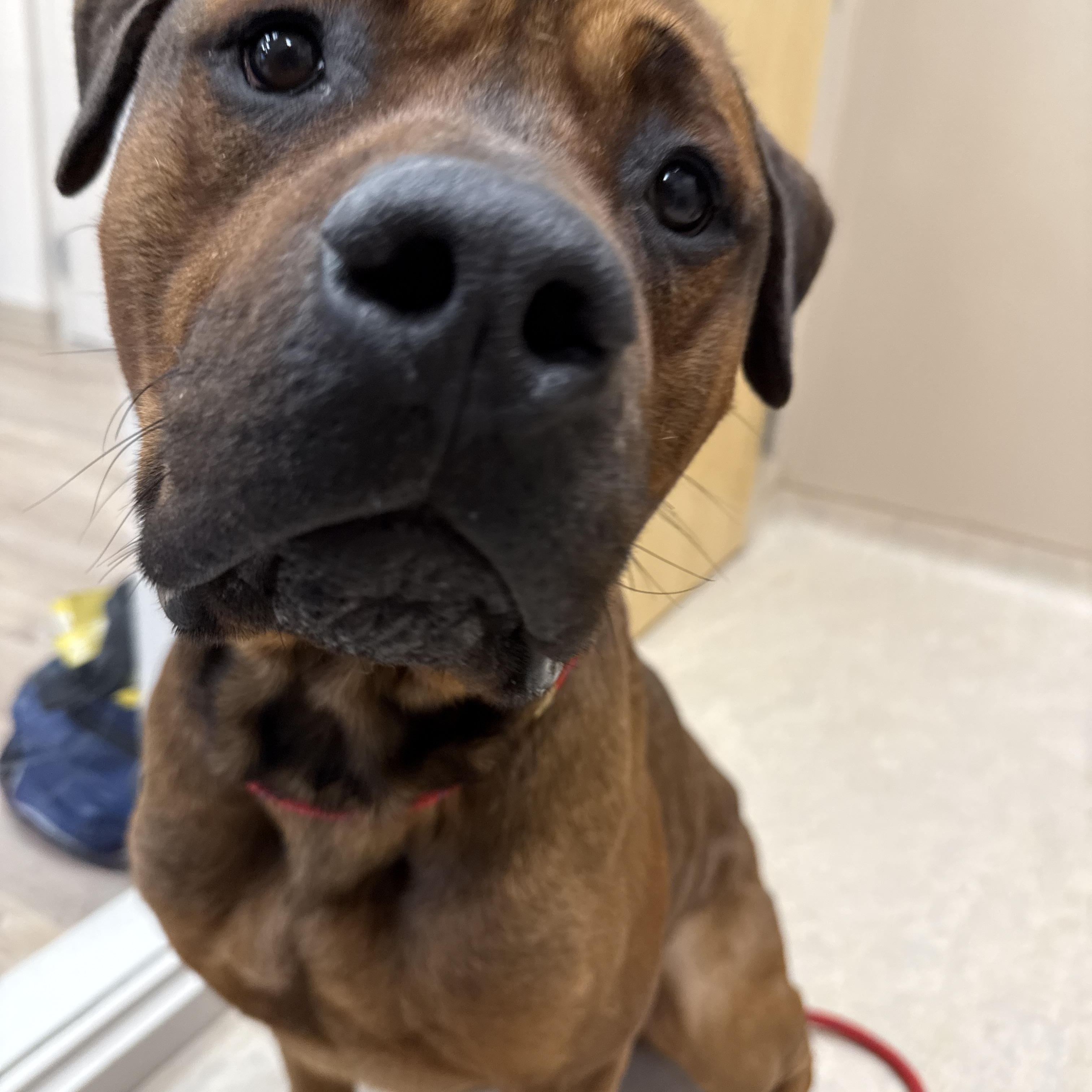Enlarge Brutus, a ADOPTABLE mixed breed in Cranston, RI image 6/6