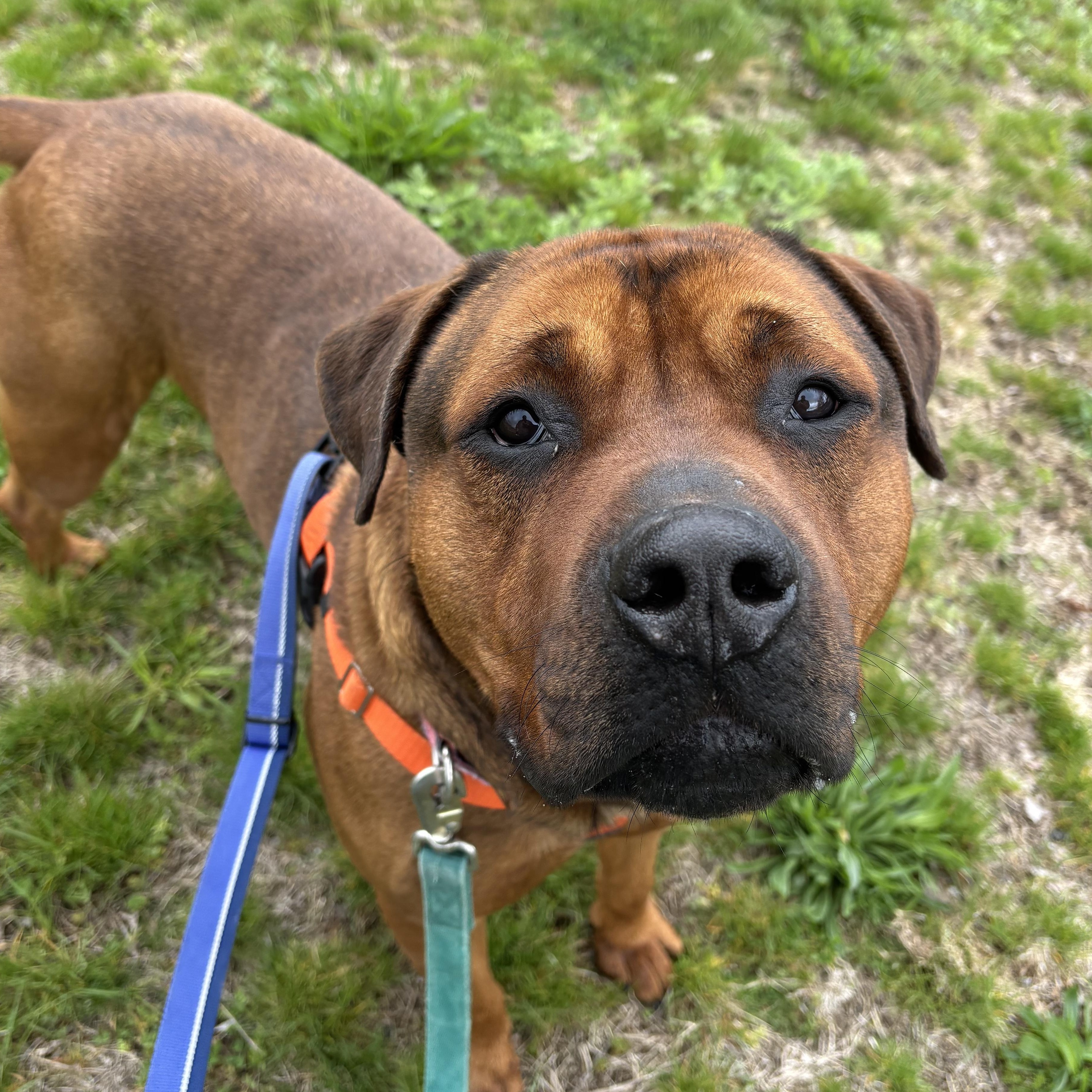 Enlarge Brutus, a ADOPTABLE mixed breed in Cranston, RI image 2/5