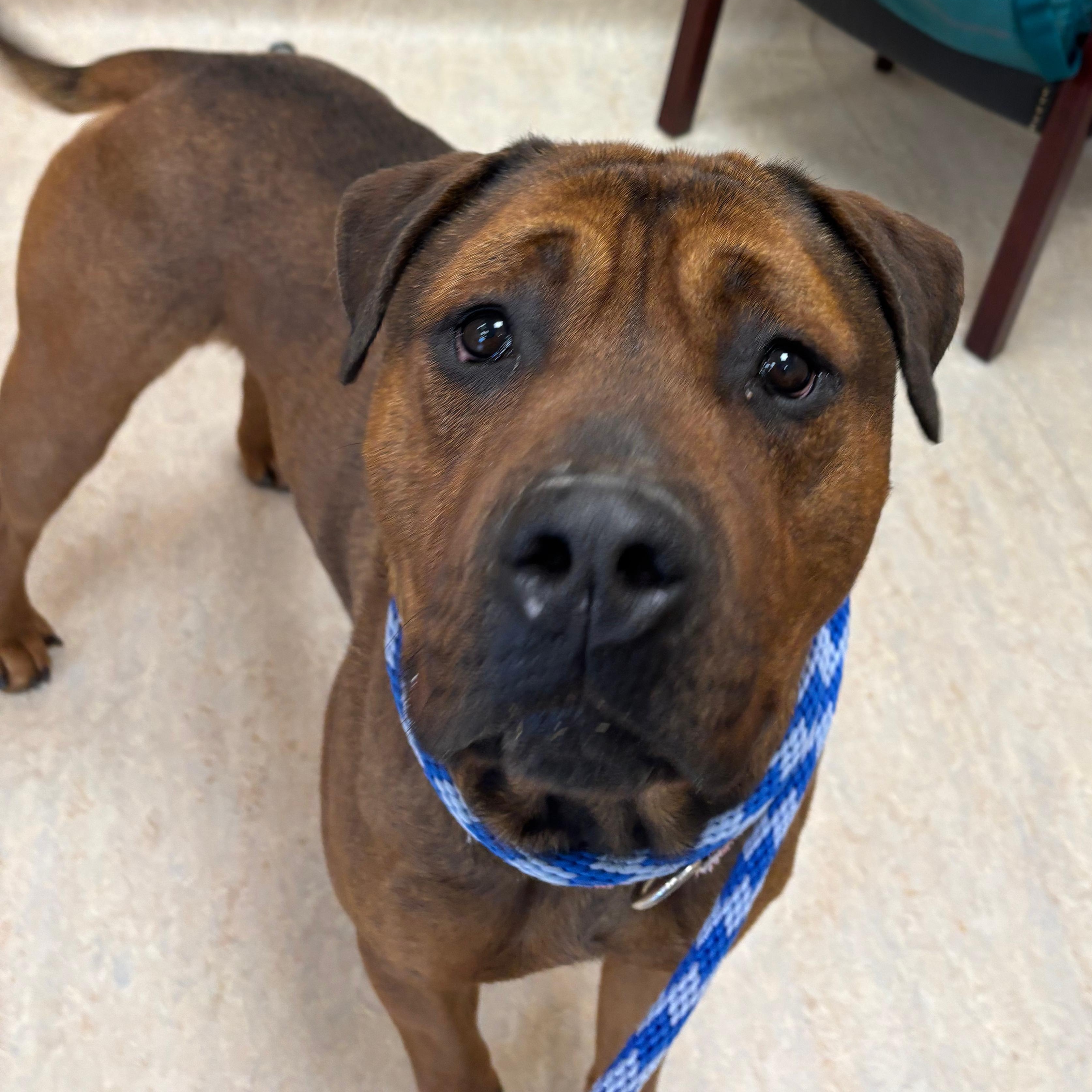 Enlarge Brutus, a ADOPTABLE mixed breed in Cranston, RI image 3/5