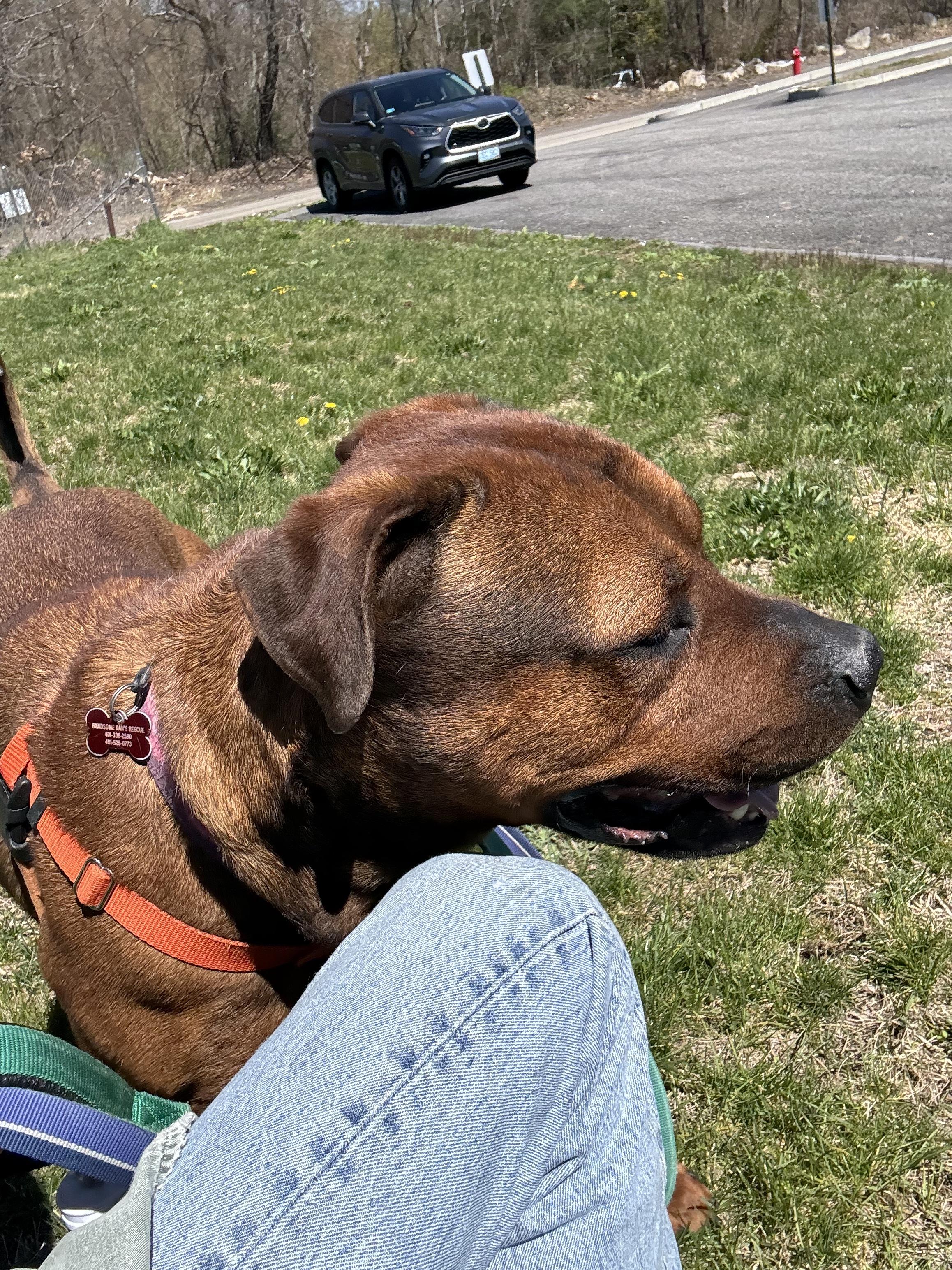 Enlarge Brutus, a ADOPTABLE mixed breed in Cranston, RI image 4/5