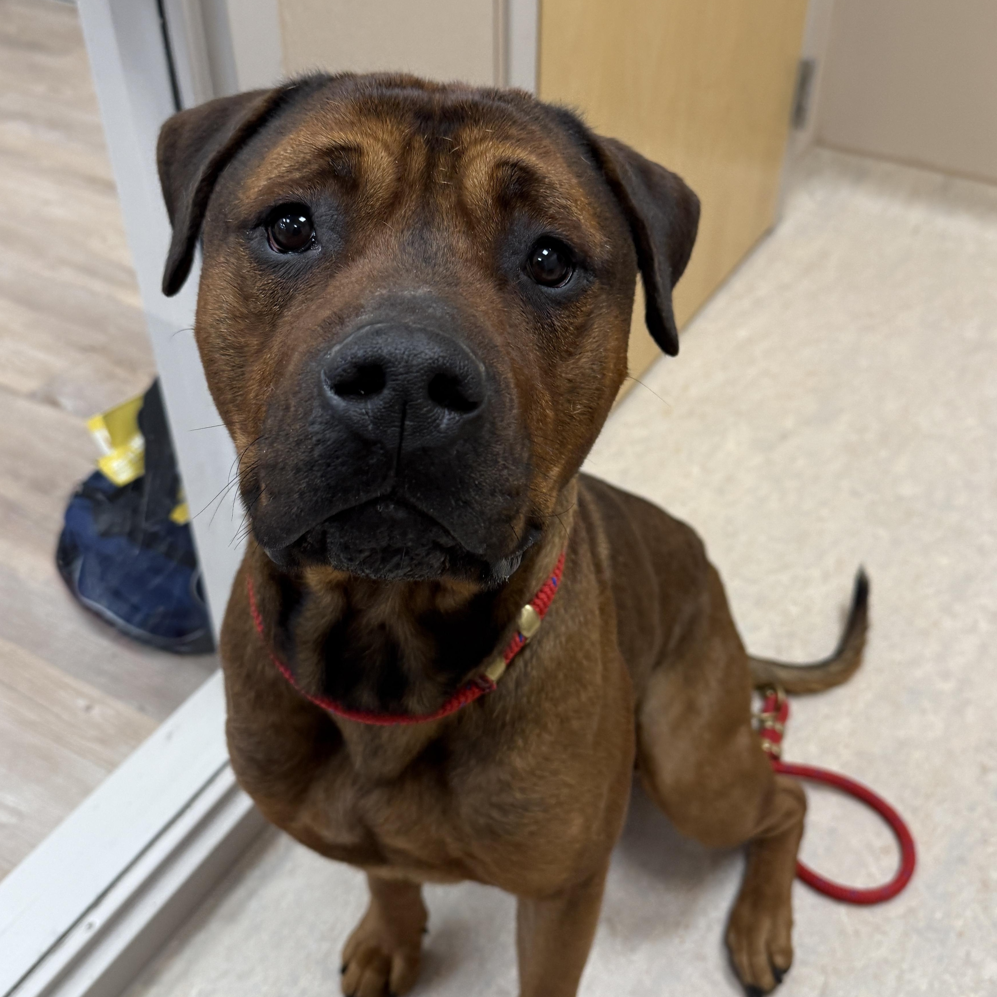 Brutus, ADOPTABLE, Adult Male Rottweiler & Mastiff.