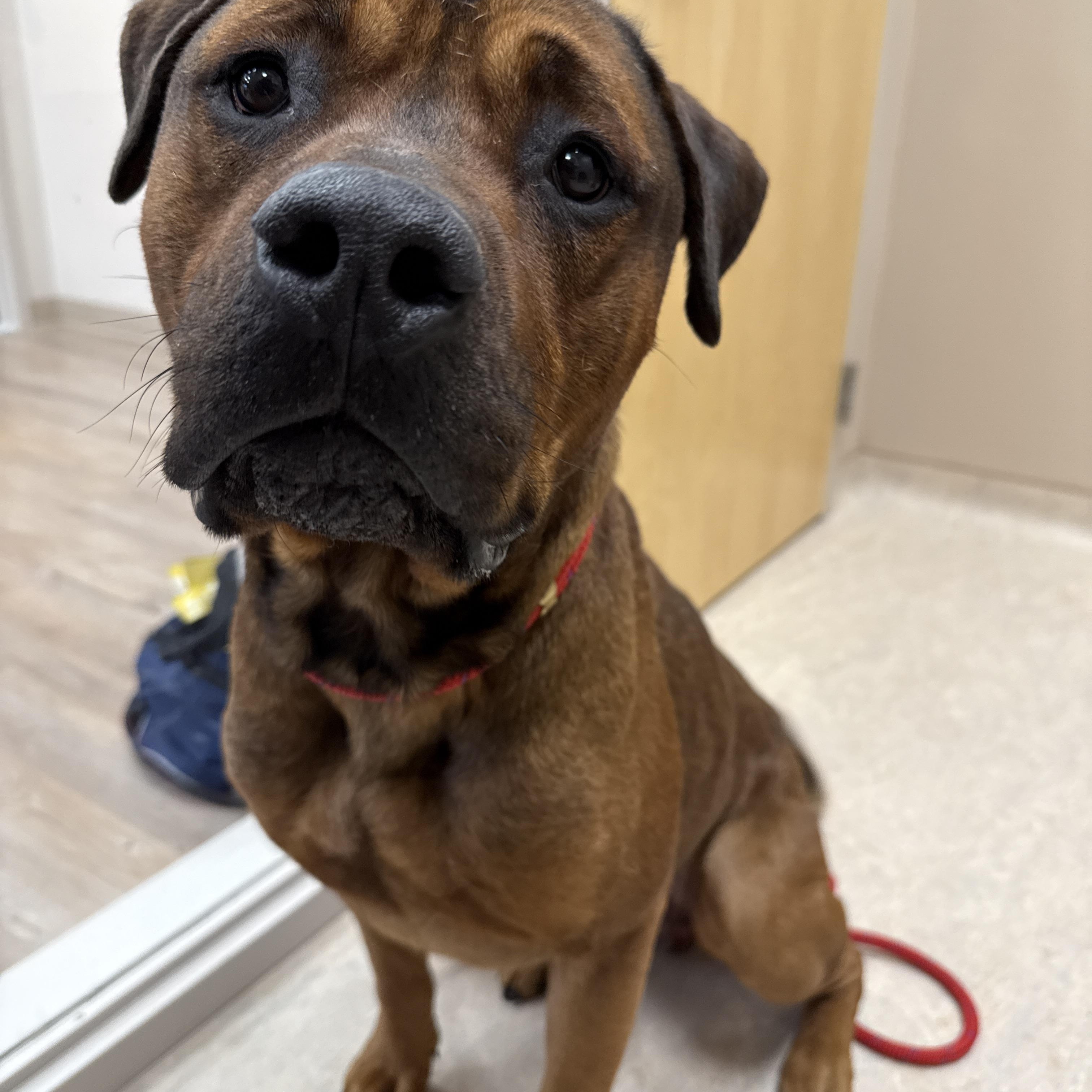 Enlarge Brutus, a ADOPTABLE mixed breed in Cranston, RI image 5/6