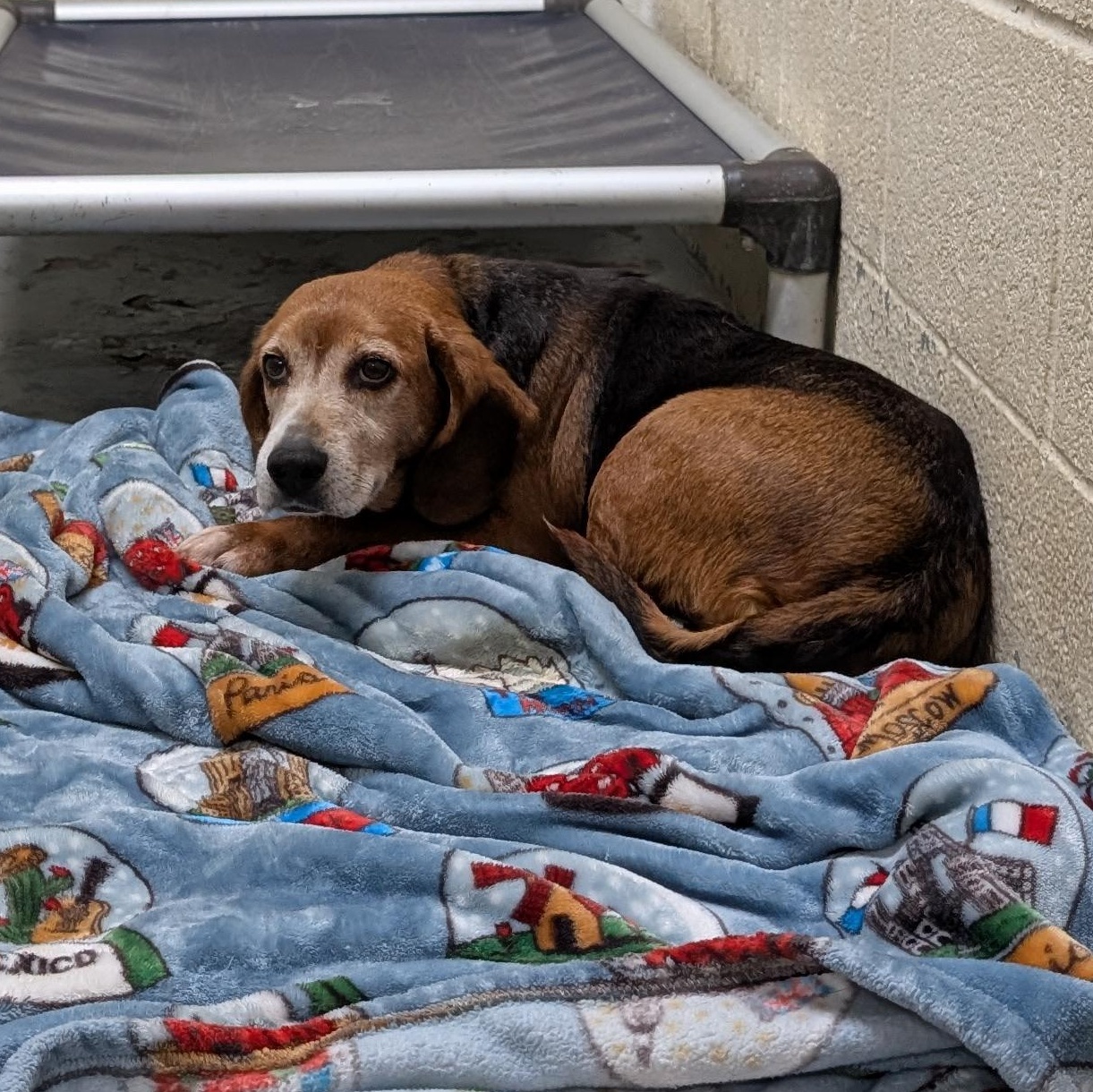 Enlarge 191490 LOOKING FOR OWNER, an adopted Beagle in Ravenna, OH image 1/1