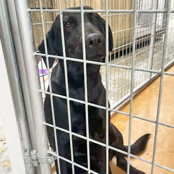ROSIE, adopted, Young Female Black Labrador Retriever.