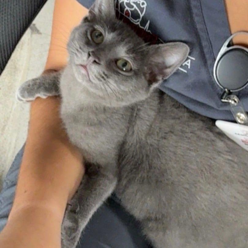 Enlarge Odie, a Adoptable Domestic Short Hair in Eau Claire, WI image 3/6