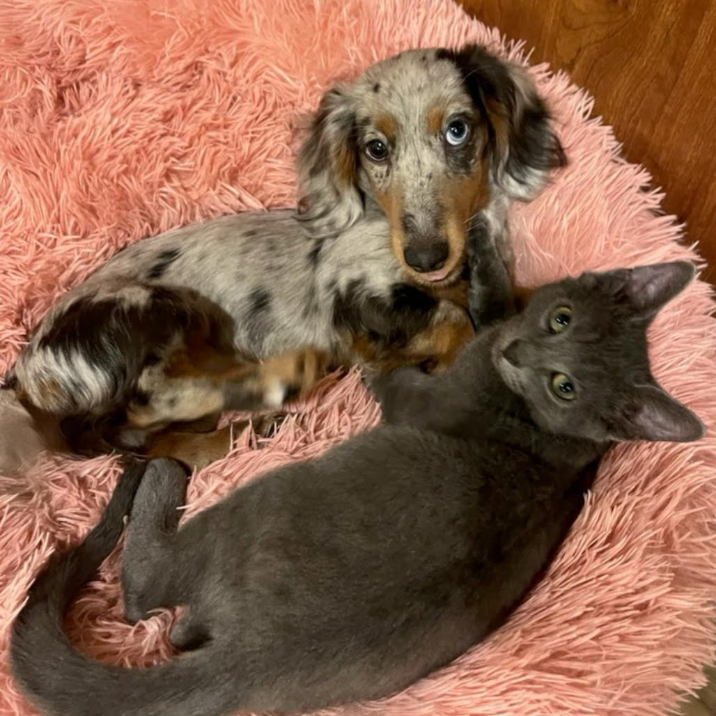 Enlarge Odie, a Adoptable Domestic Short Hair in Eau Claire, WI image 5/6