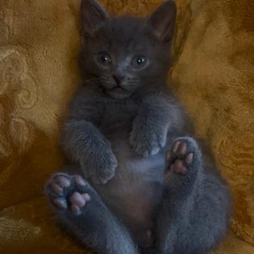 Enlarge Odie, a Adoptable Domestic Short Hair in Eau Claire, WI image 6/6