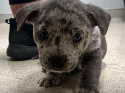 Rhett, a Adopted mixed breed in Athens, GA image 3/3