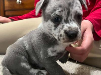 Rhett, a Adopted mixed breed in Athens, GA image 1/3