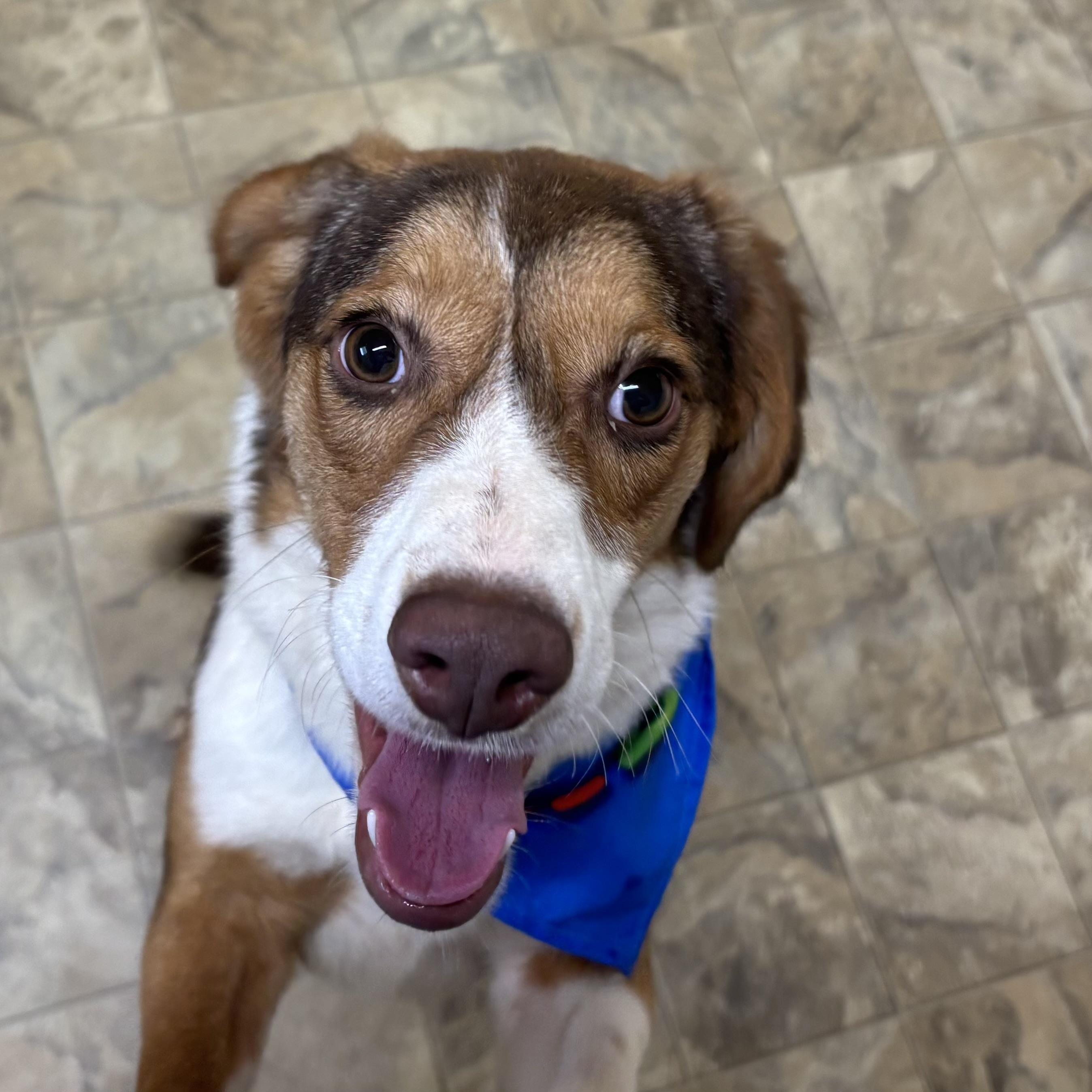 Austin, adopted, Young Male Beagle.