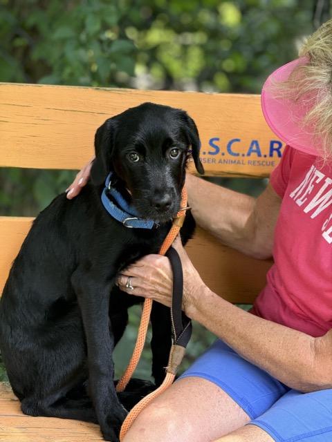 Winnie, an adoptable Labradoodle, Beagle in Sparta, NJ, 07871 | Photo Image 4