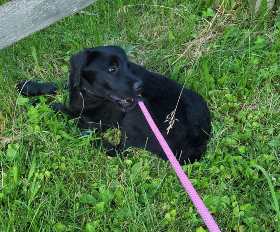 Winnie, an adoptable Labradoodle, Beagle in Sparta, NJ, 07871 | Photo Image 5