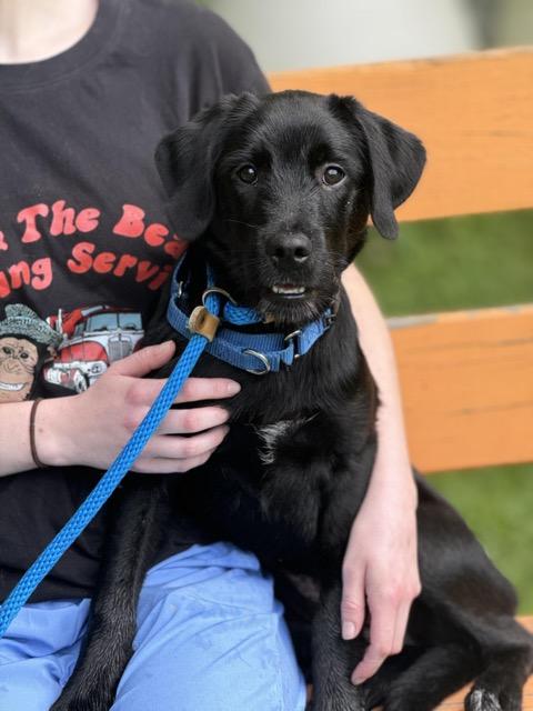 Winnie, Adoptable, Puppy Female Labradoodle & Beagle.