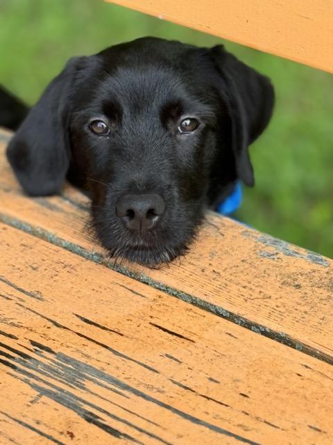 Winnie, an adoptable Labradoodle, Beagle in Sparta, NJ, 07871 | Photo Image 2