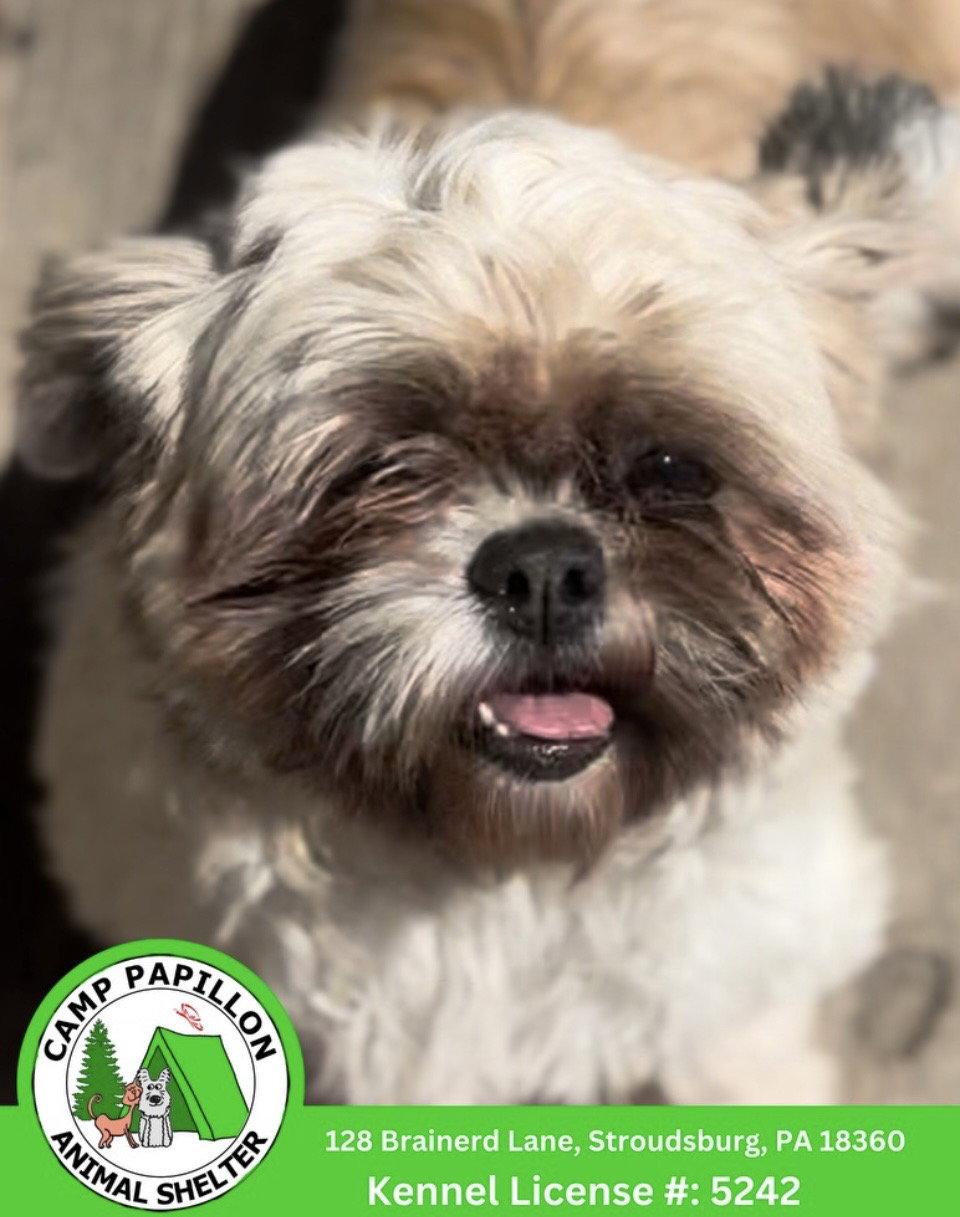 Alice, Adoptable, Adult Female Shih Tzu.