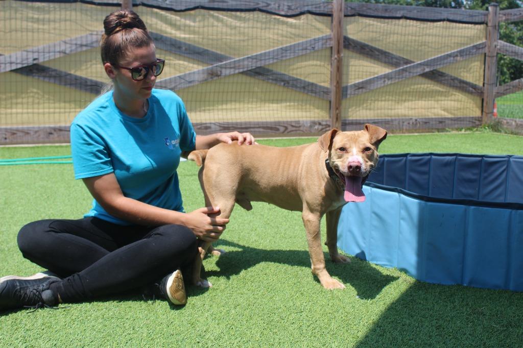 Oatie, Adoptable, Adult Male Pit Bull Terrier.
