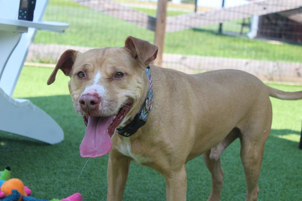 Oatie, a Adoptable Pit Bull Terrier in Chestertown, MD image 4/4