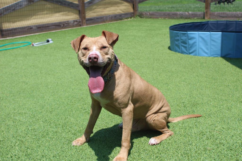 Oatie, a Adoptable Pit Bull Terrier in Chestertown, MD image 3/4