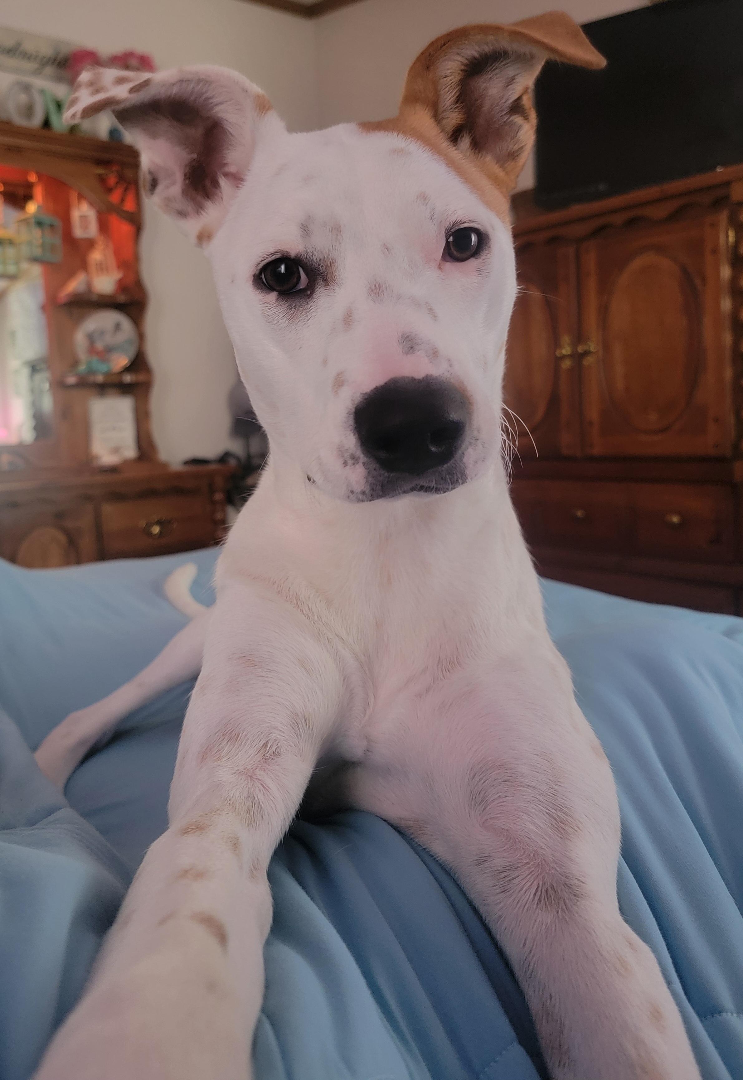 Emmy, a Adoptable mixed breed in Conshohocken, PA image 1/4