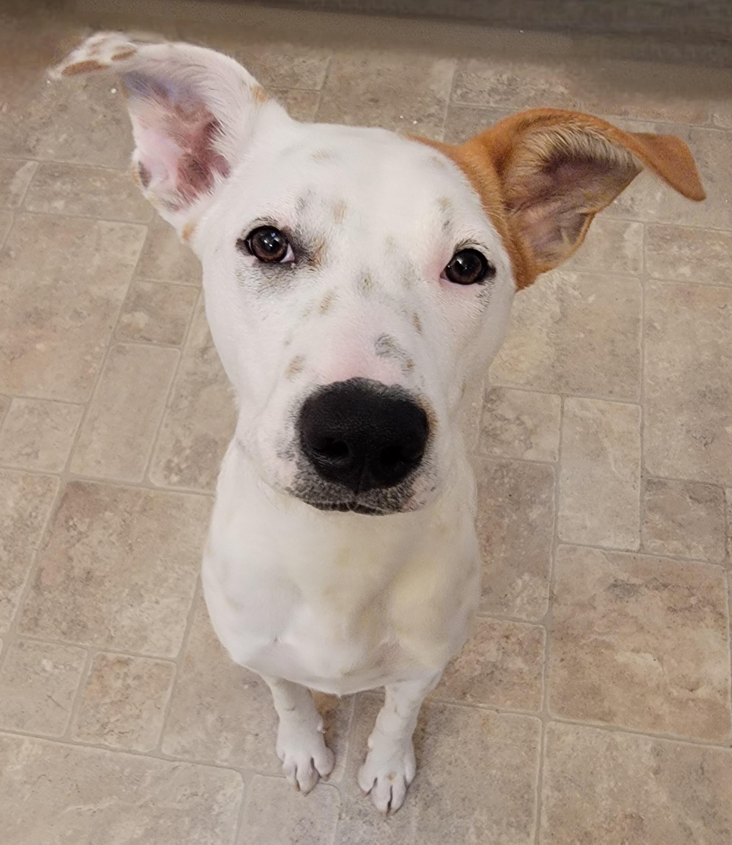 Emmy, a Adoptable mixed breed in Conshohocken, PA image 2/4