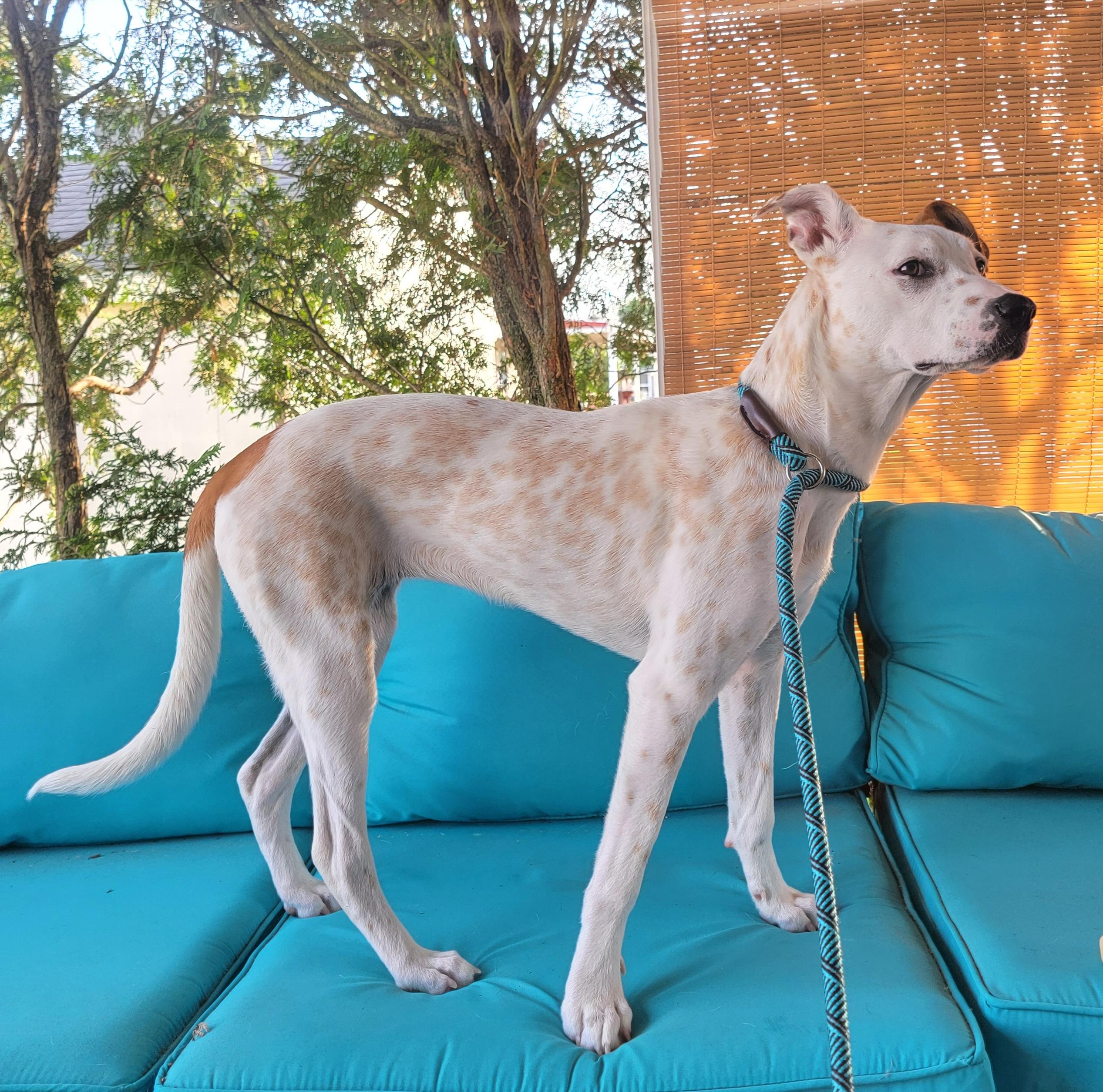 Emmy, a Adoptable mixed breed in Conshohocken, PA image 3/4