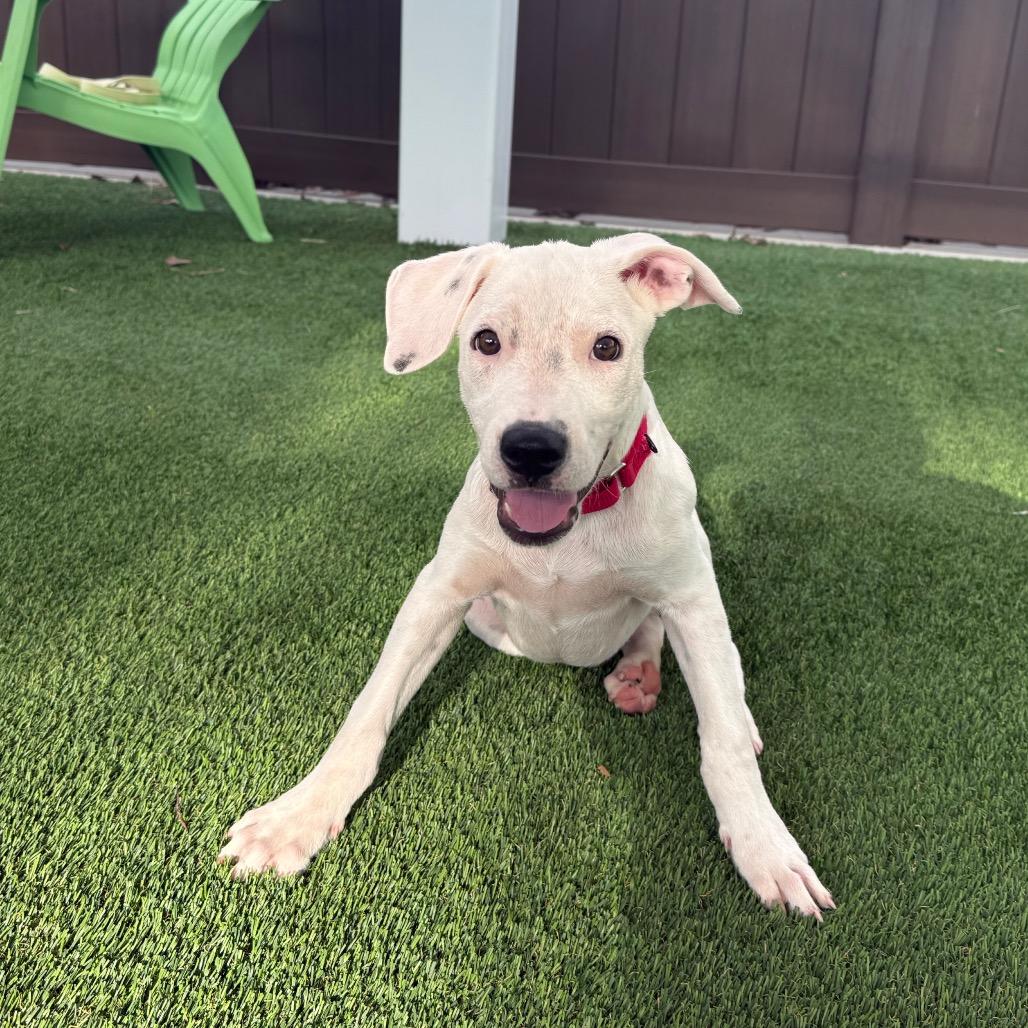 Steve, Adoptable, Puppy Male Mixed Breed.