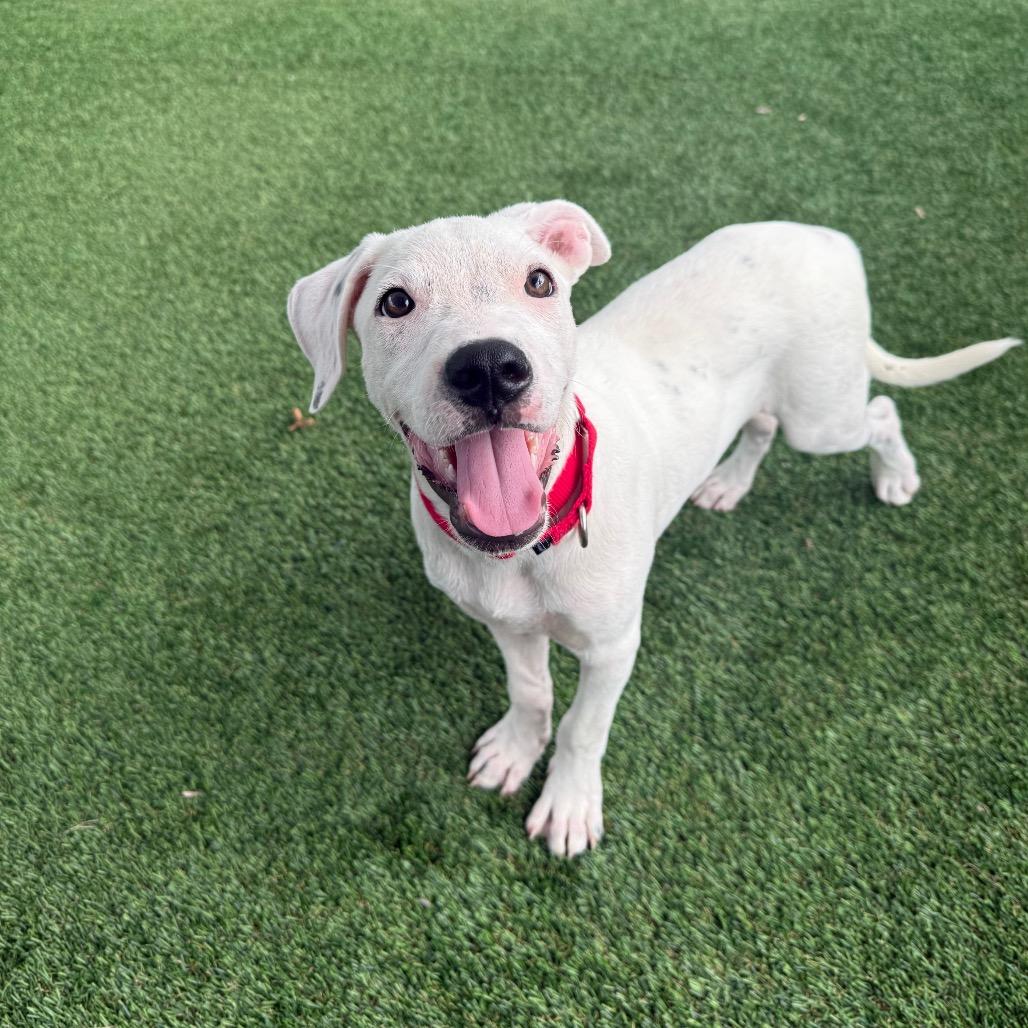 Enlarge Steve, a Adoptable Mixed Breed in Bradenton, FL image 2/4
