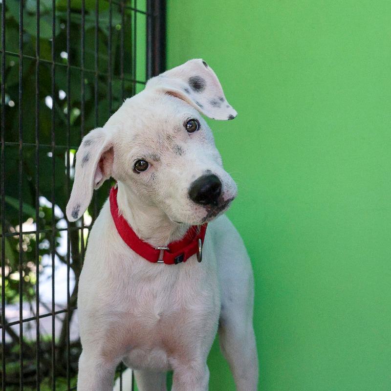 Enlarge Steve, a Adoptable Mixed Breed in Bradenton, FL image 3/4