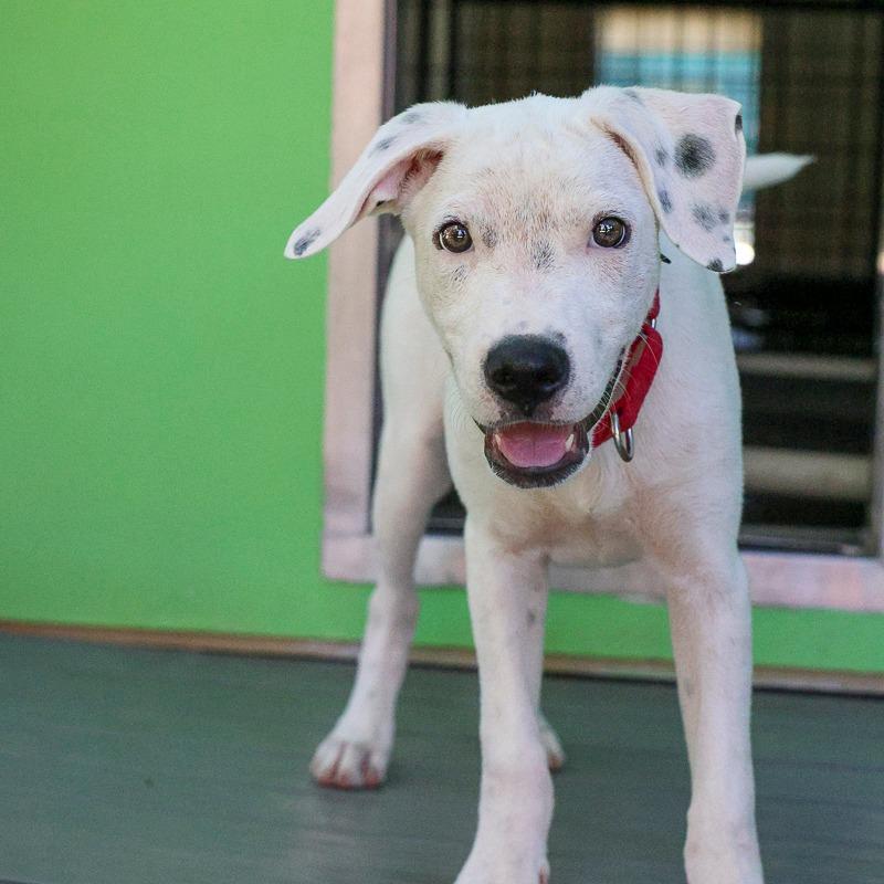 Enlarge Steve, a Adoptable Mixed Breed in Bradenton, FL image 4/4