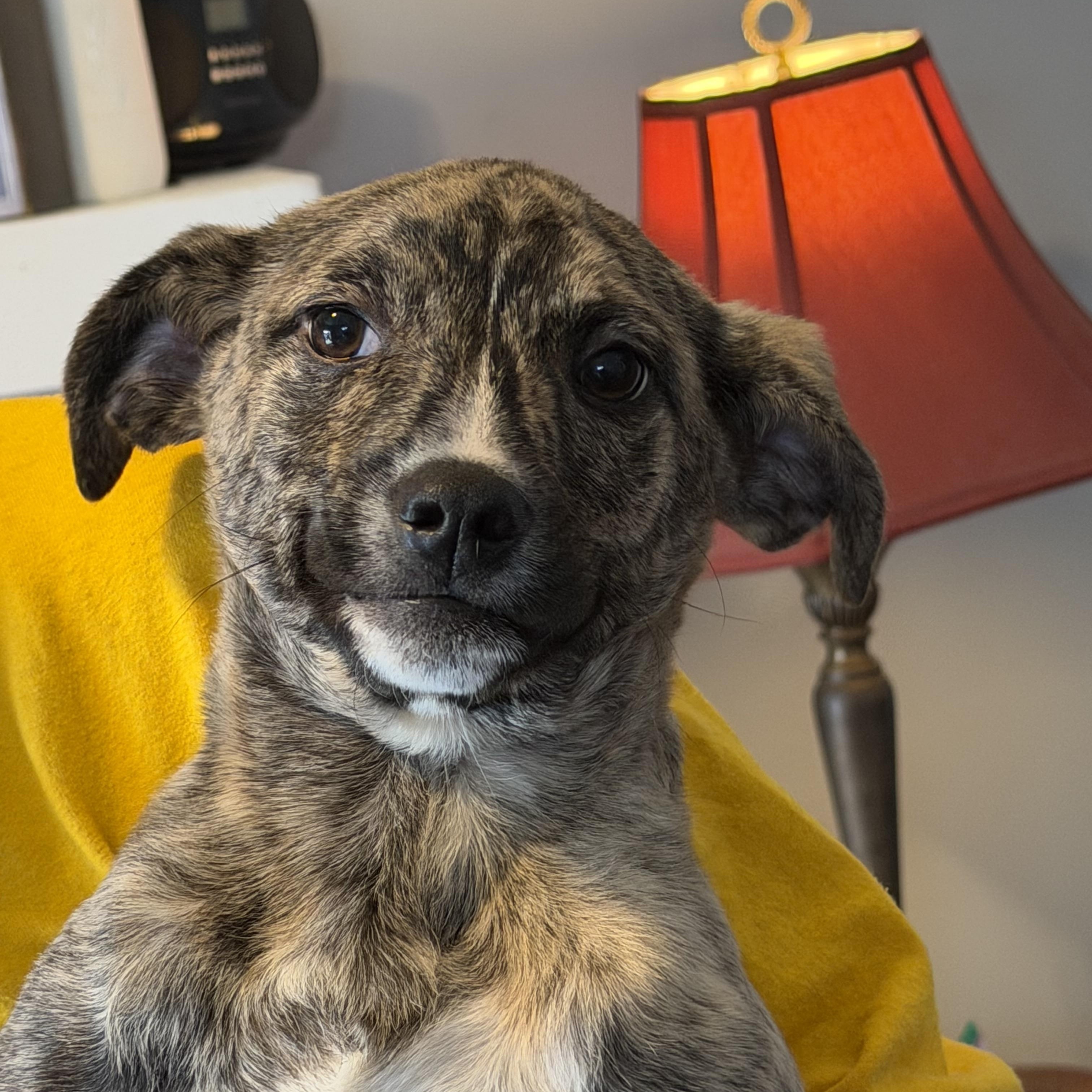 Enlarge Potato, a ADOPTABLE Mixed Breed in Fishkill, NY image 3/4