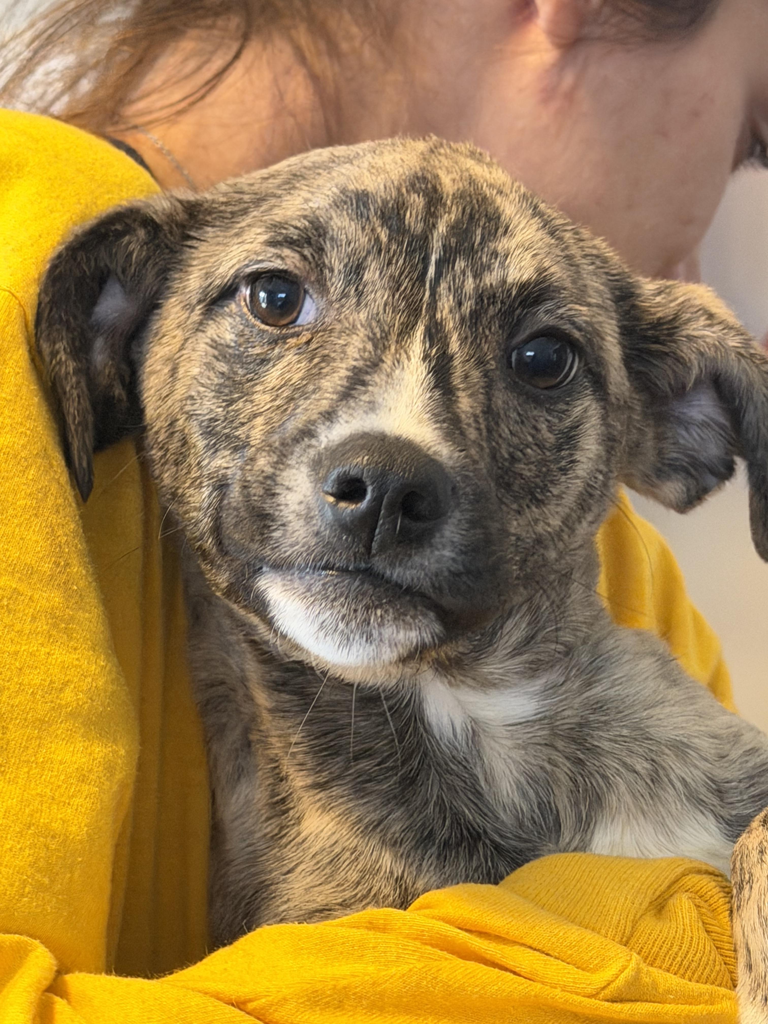 Potato, ADOPTABLE, Young Male Mixed Breed.