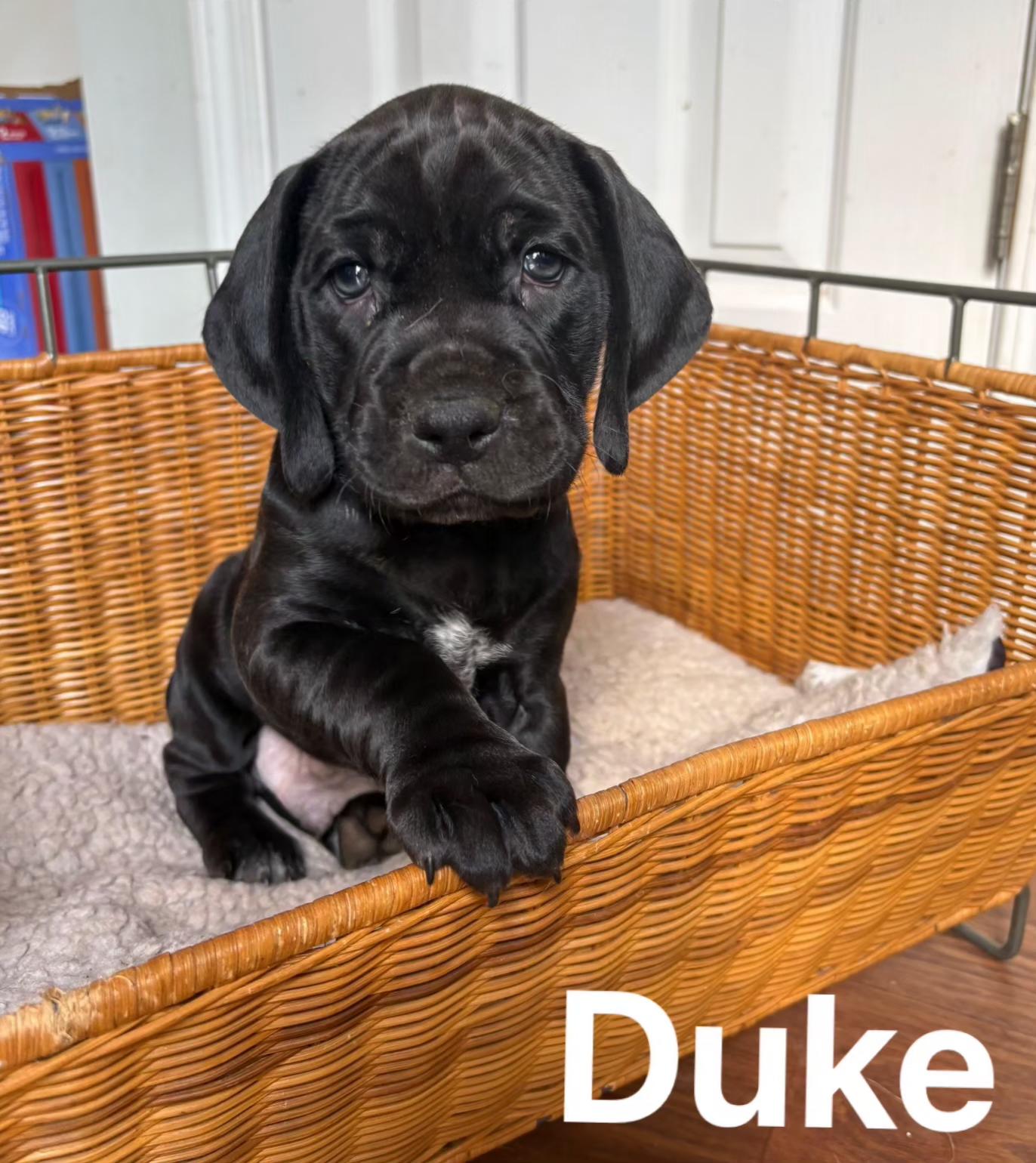 Enlarge Duke, a Adoptable mixed breed in Pelzer, SC image 1/2