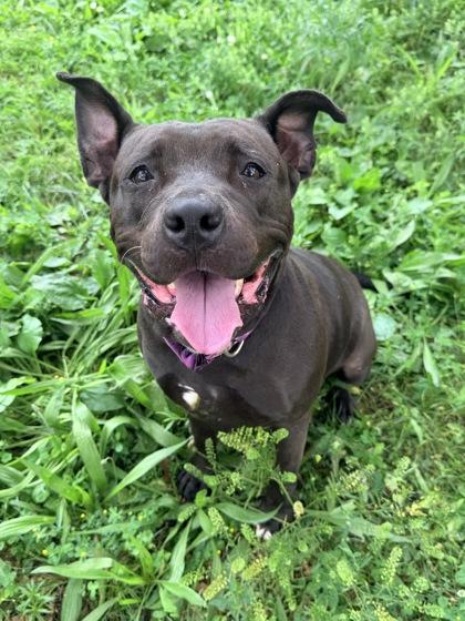 Jessica, Adoptable, Adult Female Pit Bull Terrier & Mixed Breed.