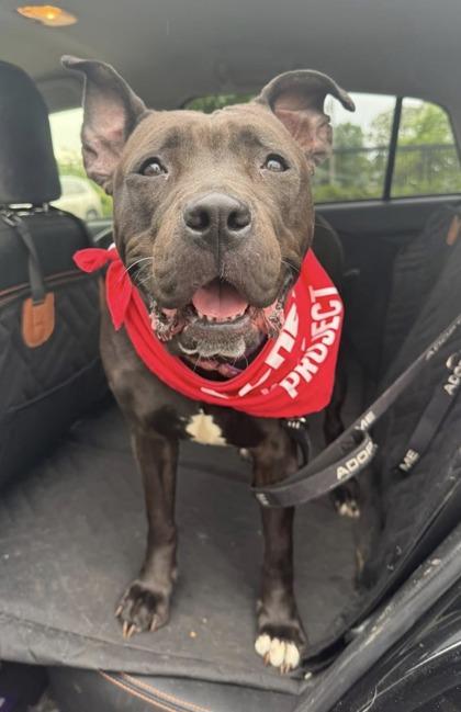 Jessica, Adoptable, Adult Female Pit Bull Terrier & Mixed Breed.