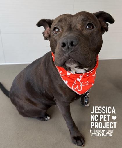 Jessica, a Adoptable mixed breed in Kansas City, MO image 1/3